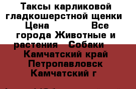 Таксы карликовой гладкошерстной щенки › Цена ­ 20 000 - Все города Животные и растения » Собаки   . Камчатский край,Петропавловск-Камчатский г.